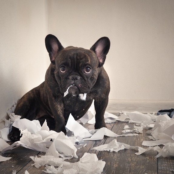 Can French Bulldogs Be Left Alone?