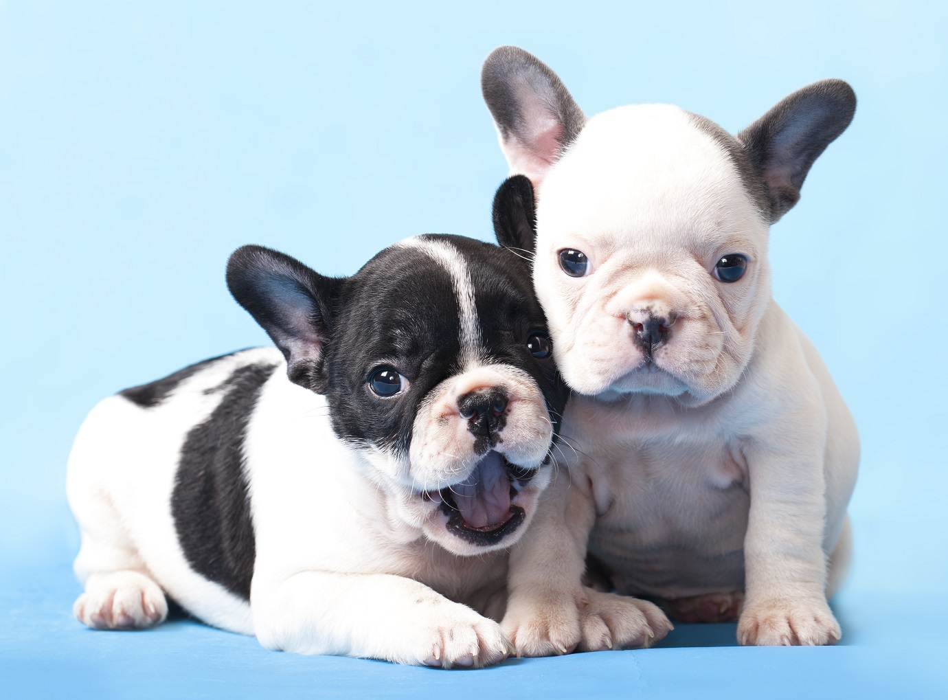 Are French Bulldogs Hypoallergenic?