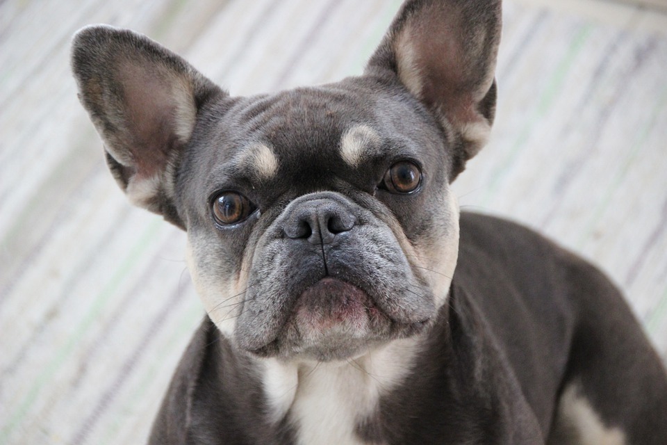 French Bulldog Senior Care