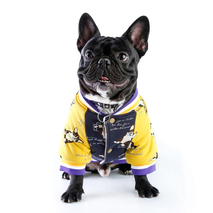 Do French Bulldogs Need Jackets?