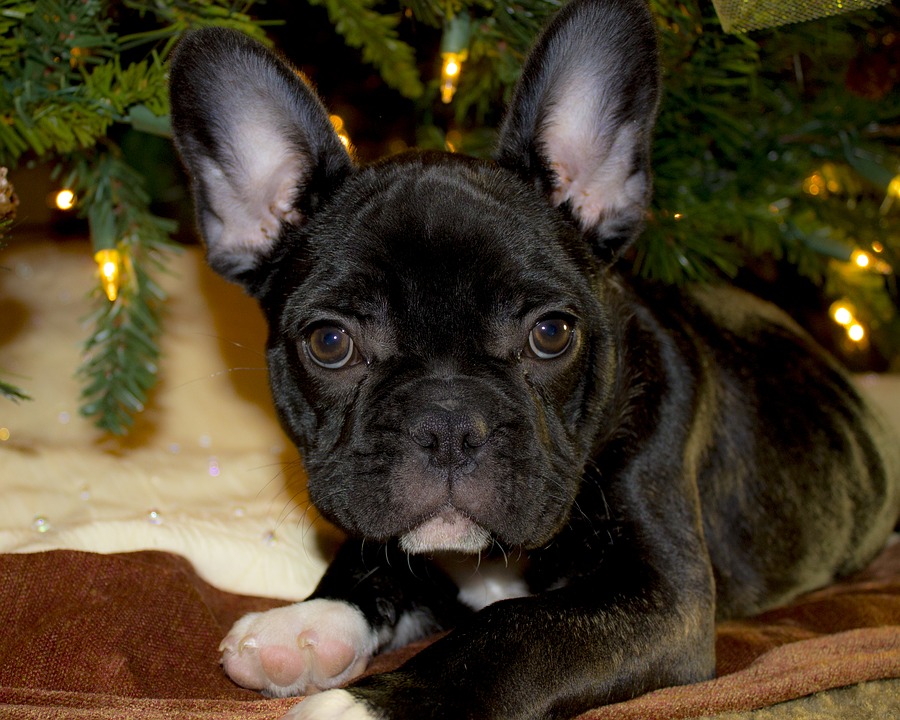 Why Is A French Bulldog So Expensive?